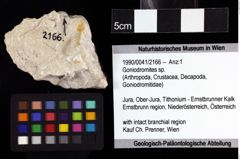 Foto (Objket + Etiketten) von Goniodromites sp. 